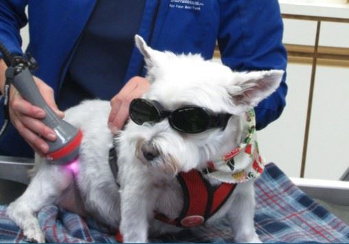 Dog with sunglasses and bandana getting treatment