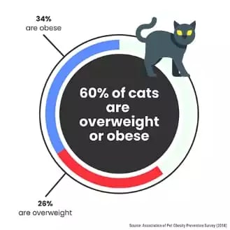 Cat obesity rate info