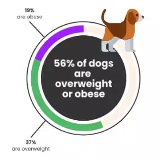 Dog Obesity Rate Info