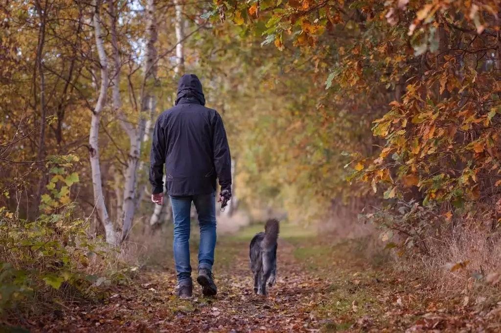 Pet and owner walking