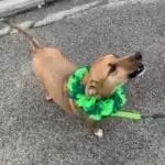 Dog wearing a green ribbon