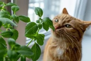 Cat smelling plant