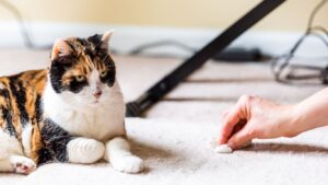 owner cleaning up cat vomit