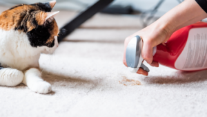 owner cleaning carpet as cat watching after hairball