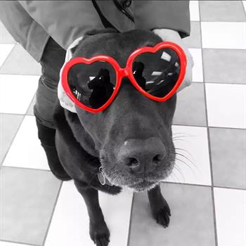 black labrador with heart shaped sunglasses on